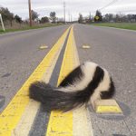 Dead skunk in road