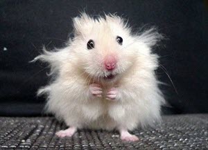 Hamster after Covid-19 vaccine test